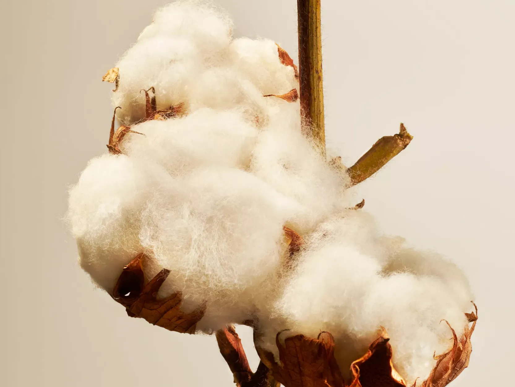 Cotton Blossom Refill Fragrance Sticks|Rituals New