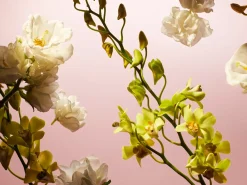 Fleurs de l'Himalaya|Rituals New
