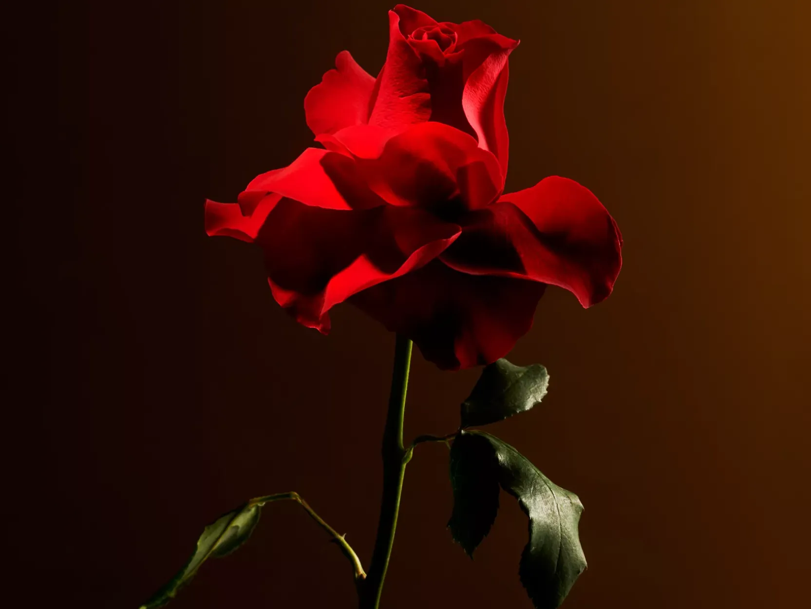 Imperial Rose Home Perfume|Rituals Clearance