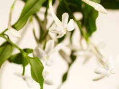 Large Sweet Jasmine Scented Candle|Rituals Cheap