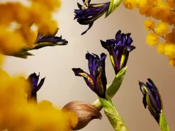 Orris Mimosa Refill Fragrance Sticks|Rituals Best